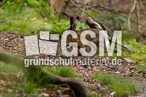 Feldhase (10 von 18).jpg